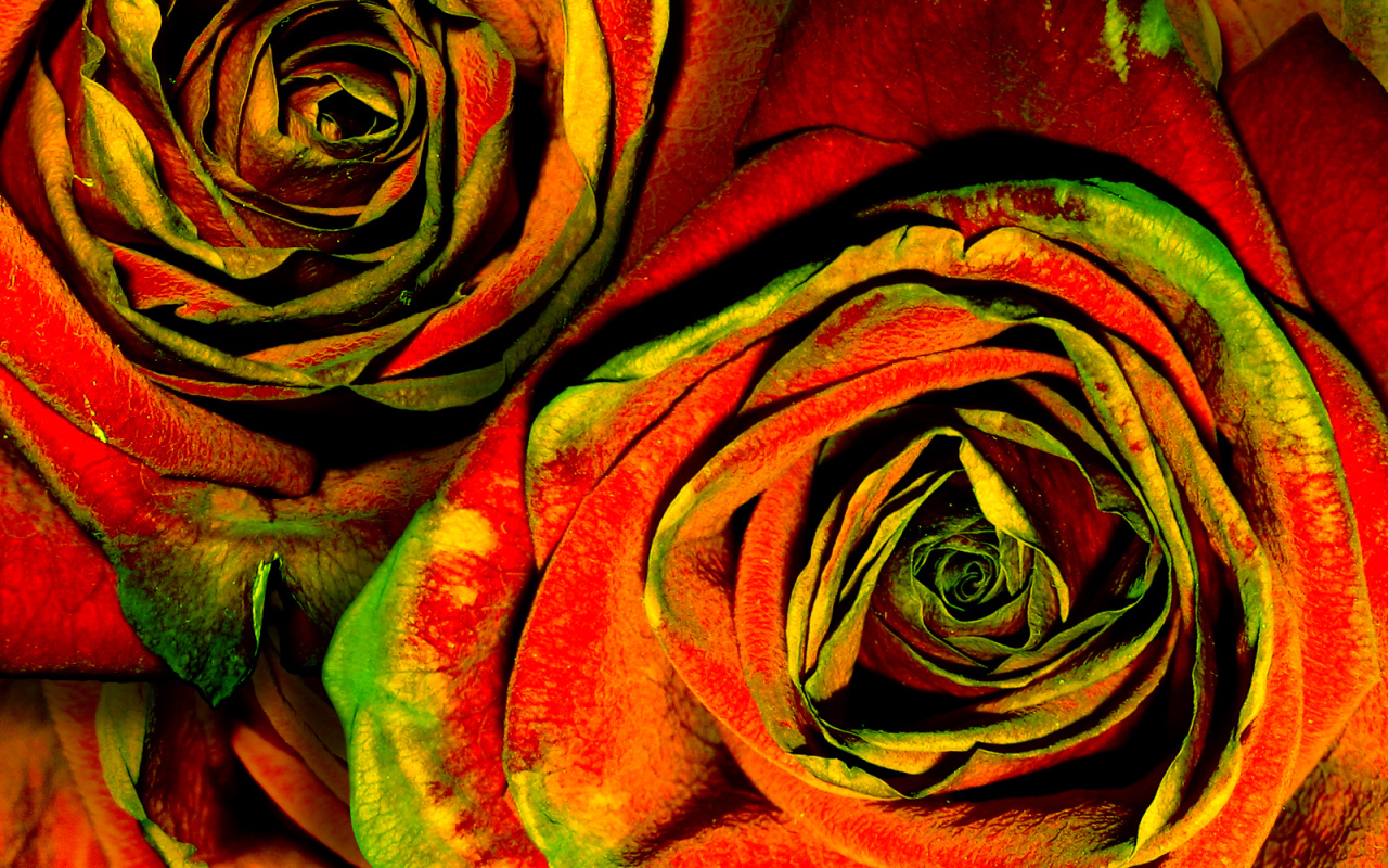 Зелено-красные розы