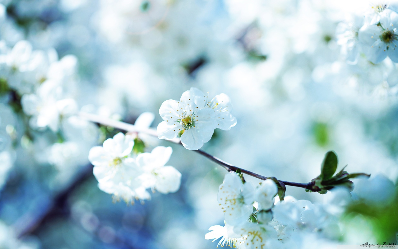 Белые цветы вишни