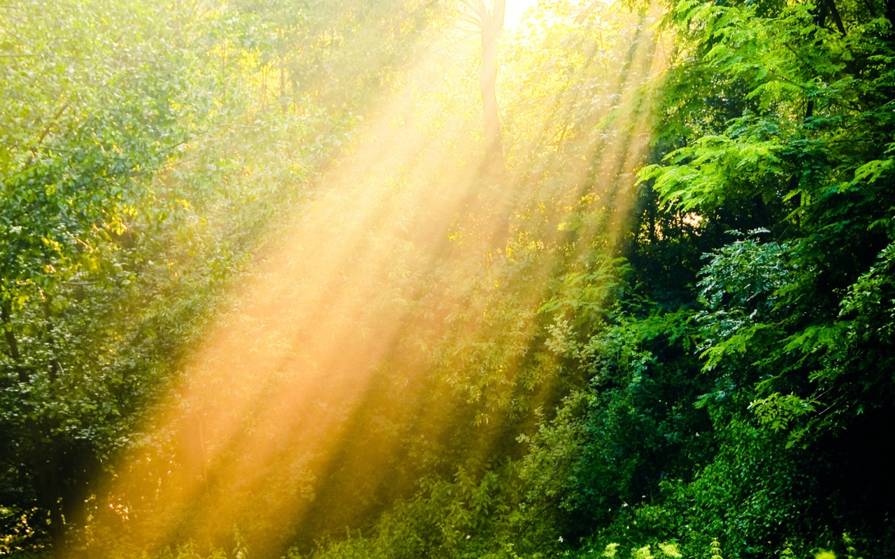 Лучи солнца в лесу