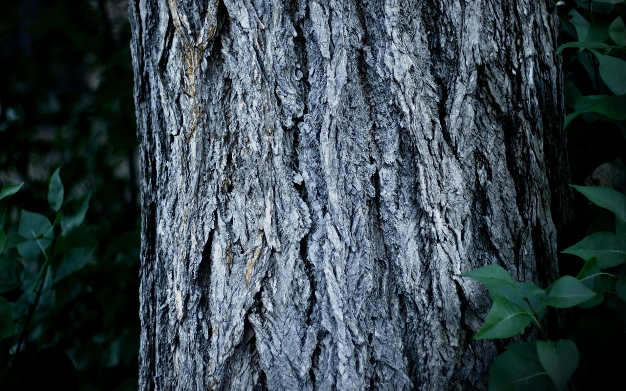 Ствол дерева