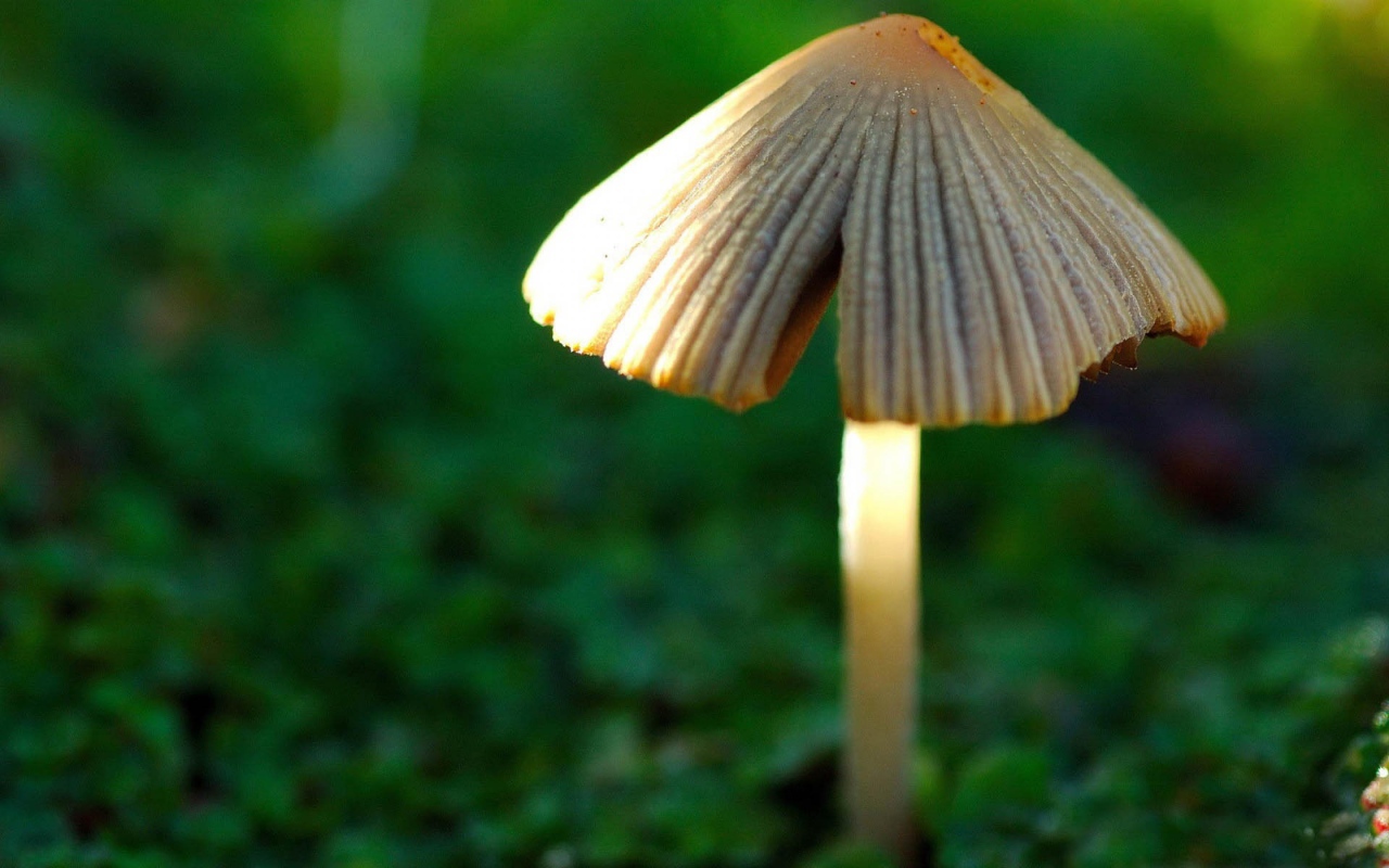 Гриб в лесу