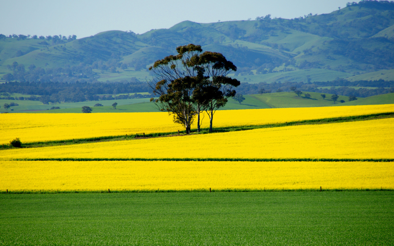 Ярко желтое поле