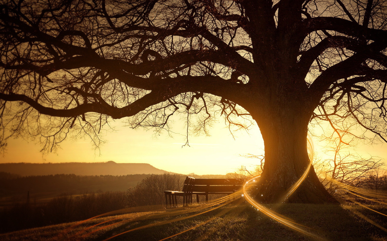 Скамейка возле дерева