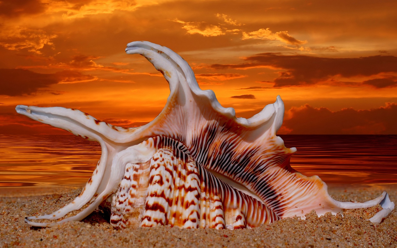 Раковина на закате