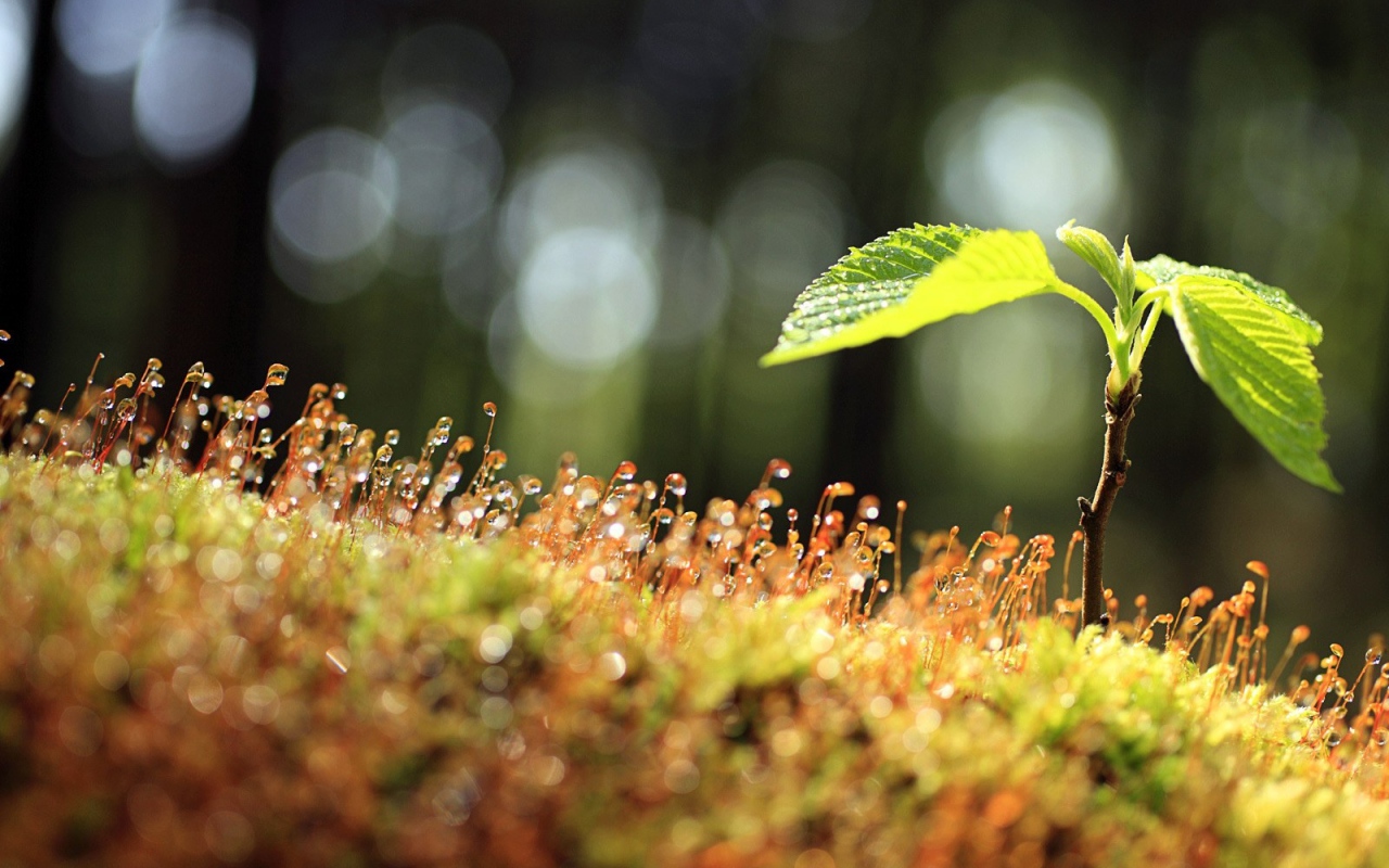 Утренний мох