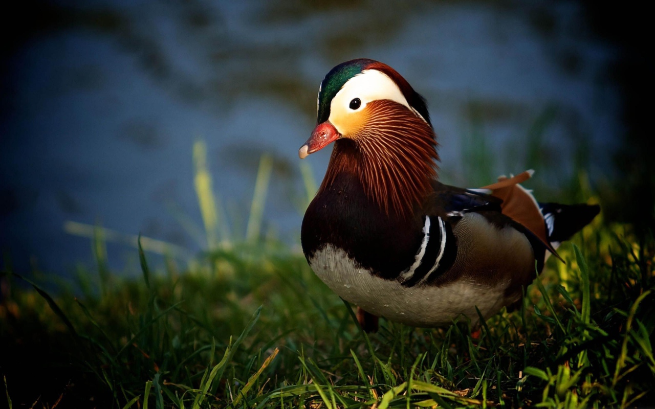 Утка в траве у озера