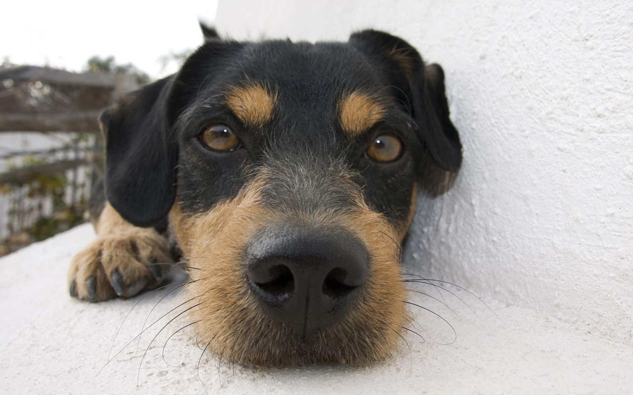 Веселая собачка