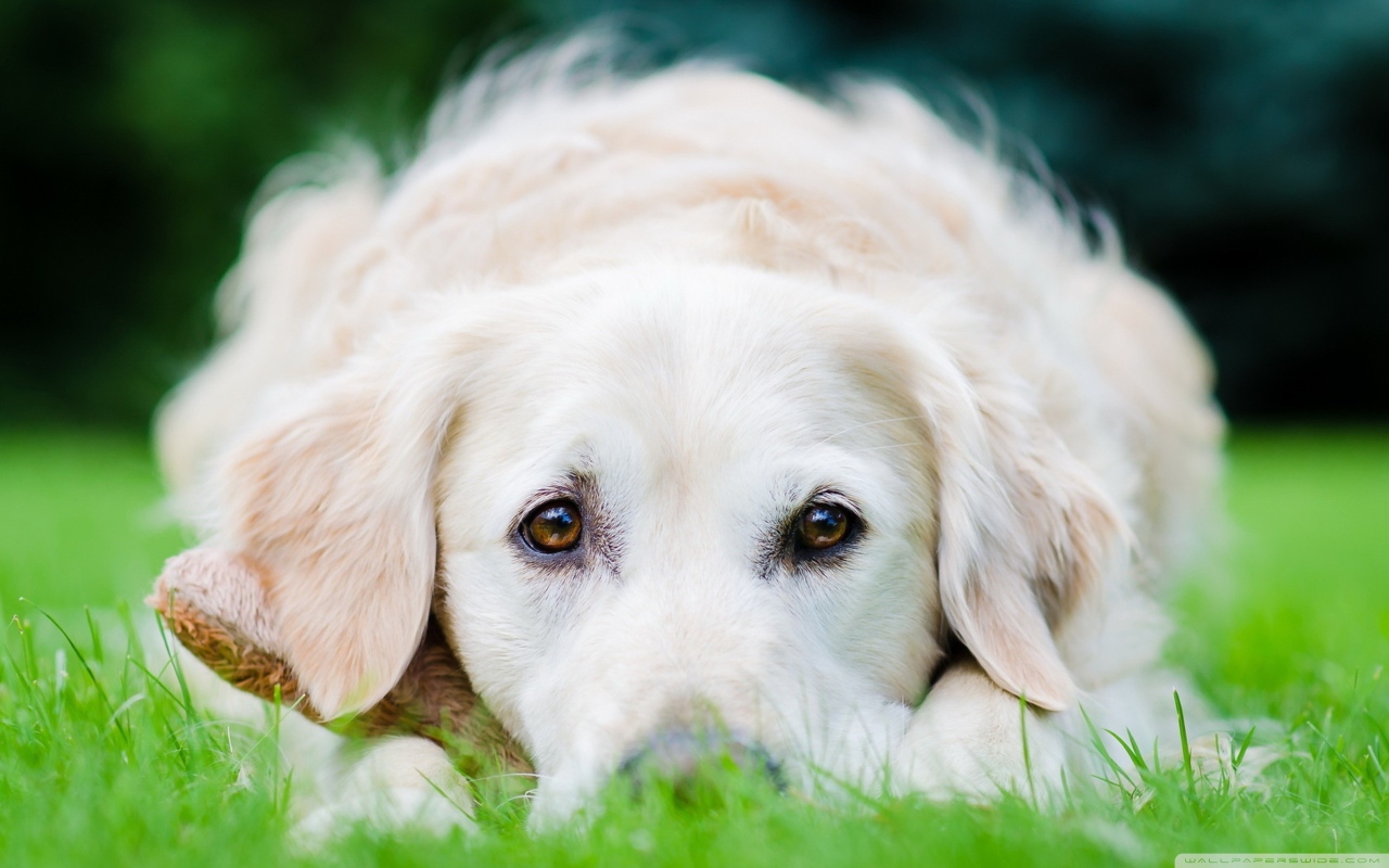 Собака на траве