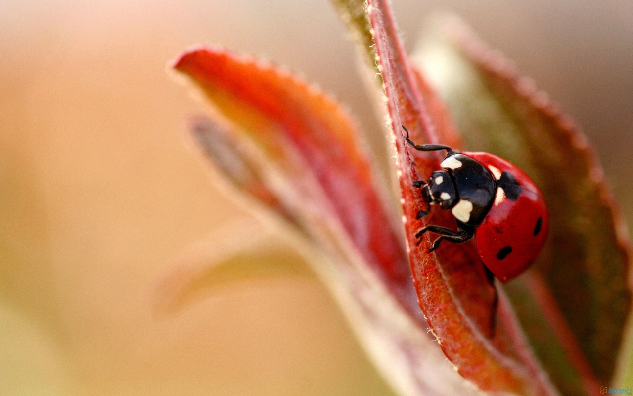Божья коровка на листочке
