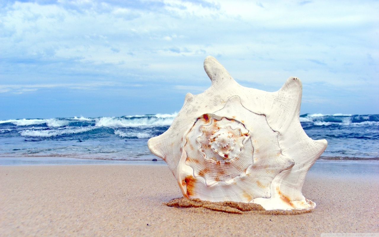 Ракушка на пляже