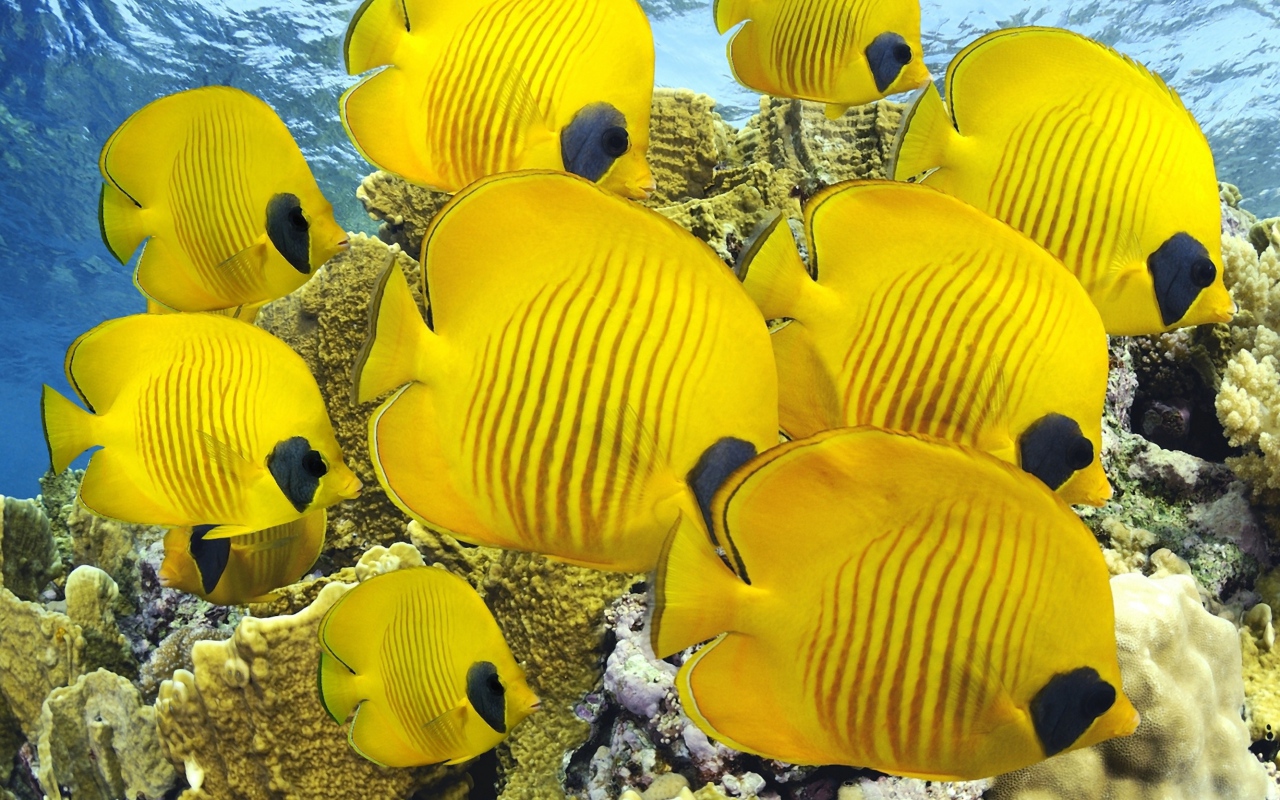 Мир под водой