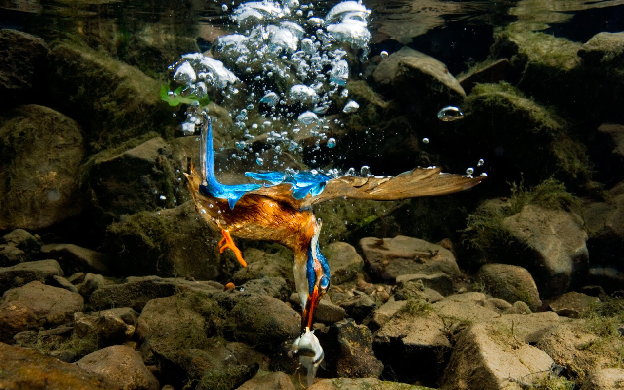 Птица нырнула в воду