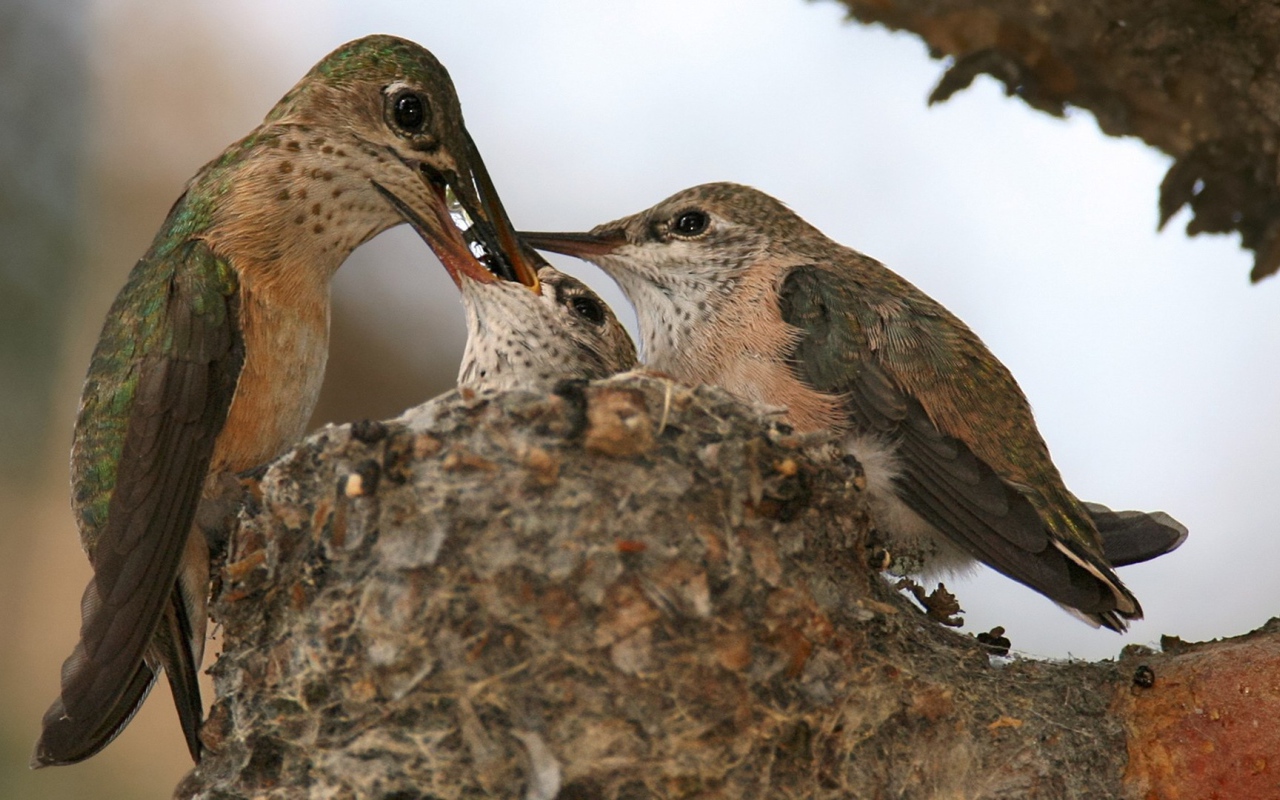 Птица кормит своих птенцов