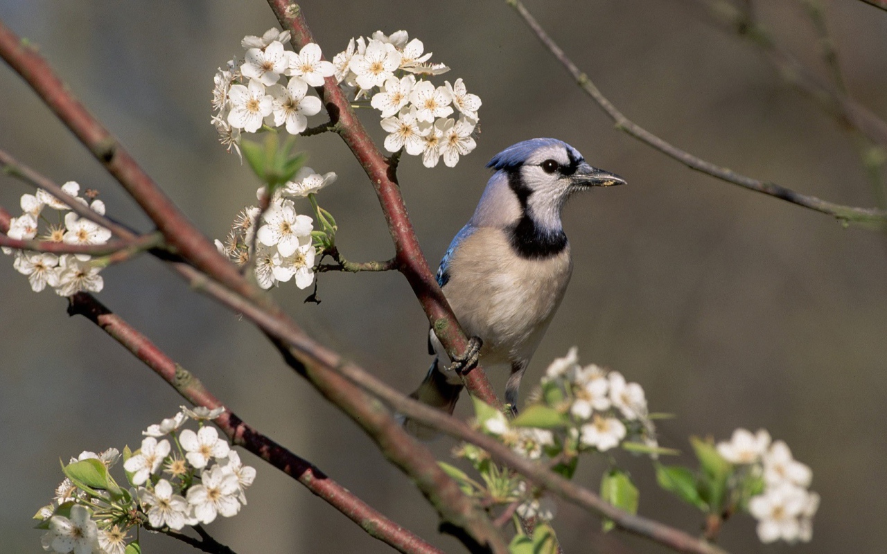 Голубая сойка