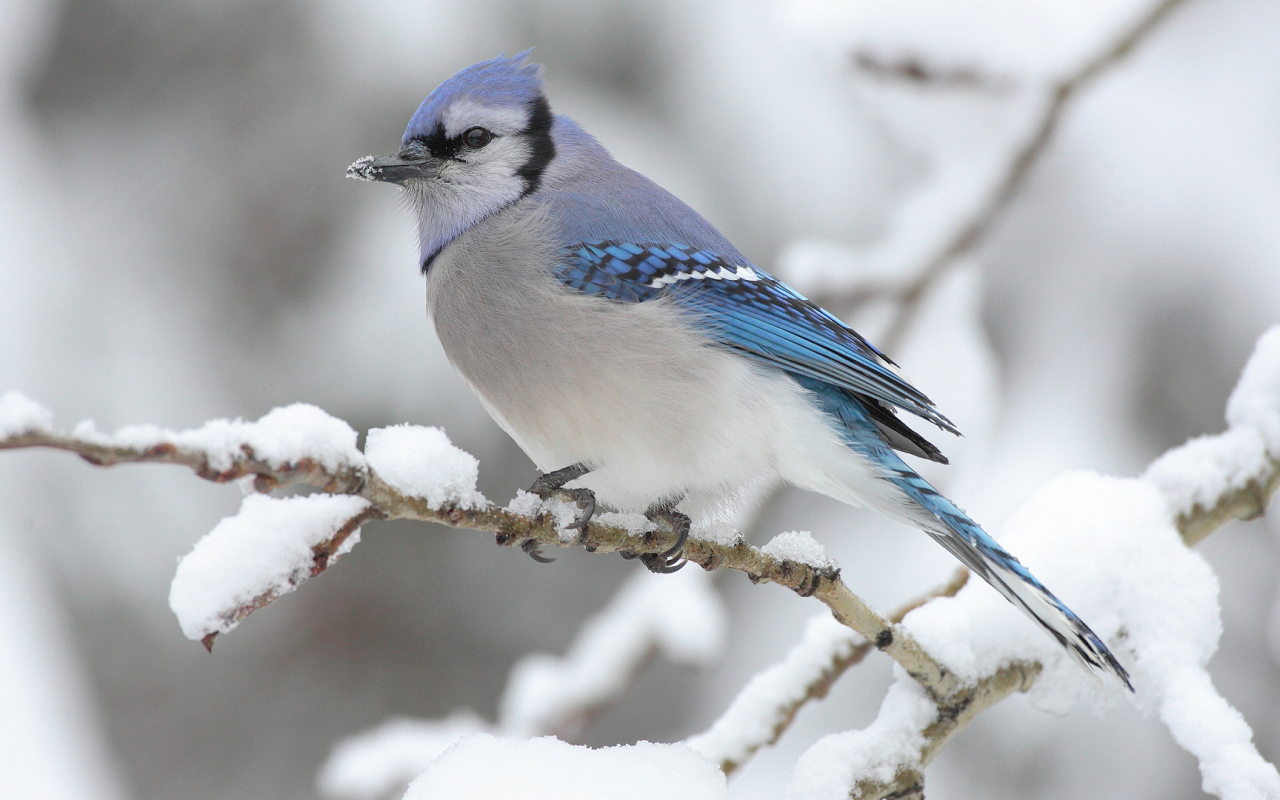 Голубая сойка на ветке