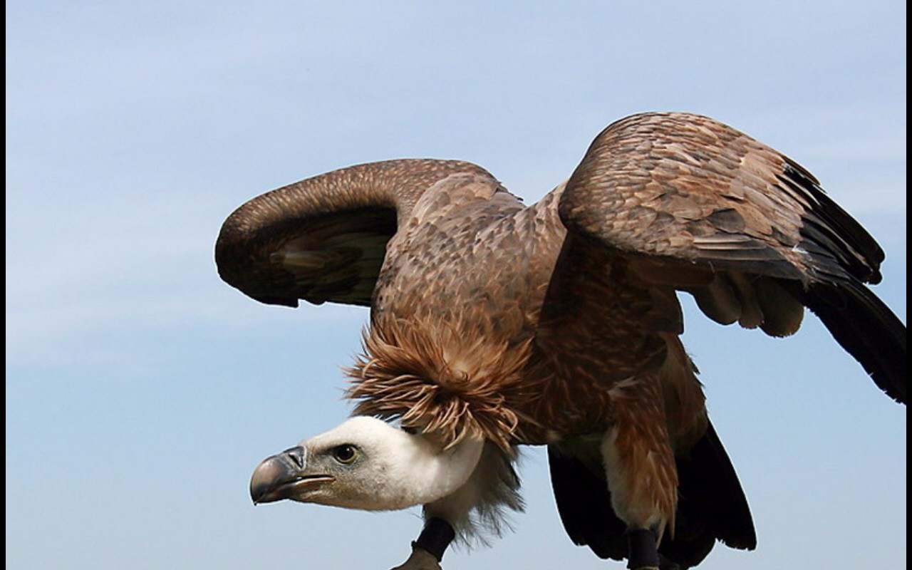 Орел взлетает