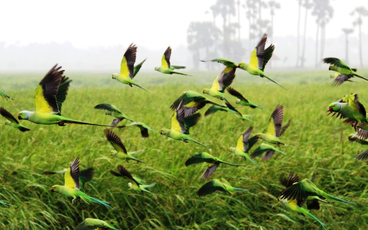 Взлетает стая попугаев