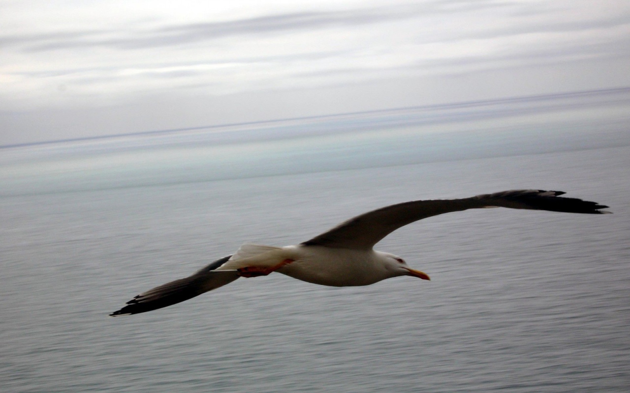 Чайка в полете