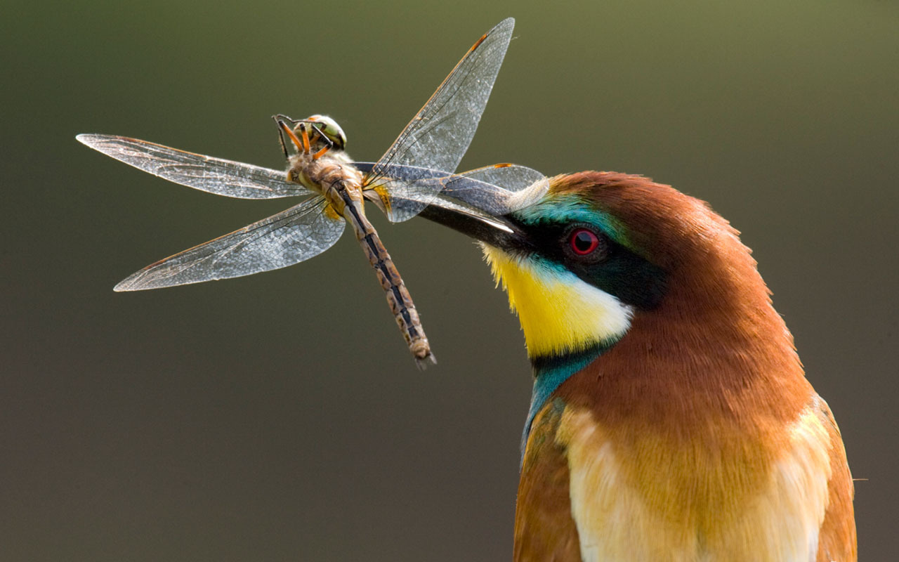 Птица поймала стрекозу