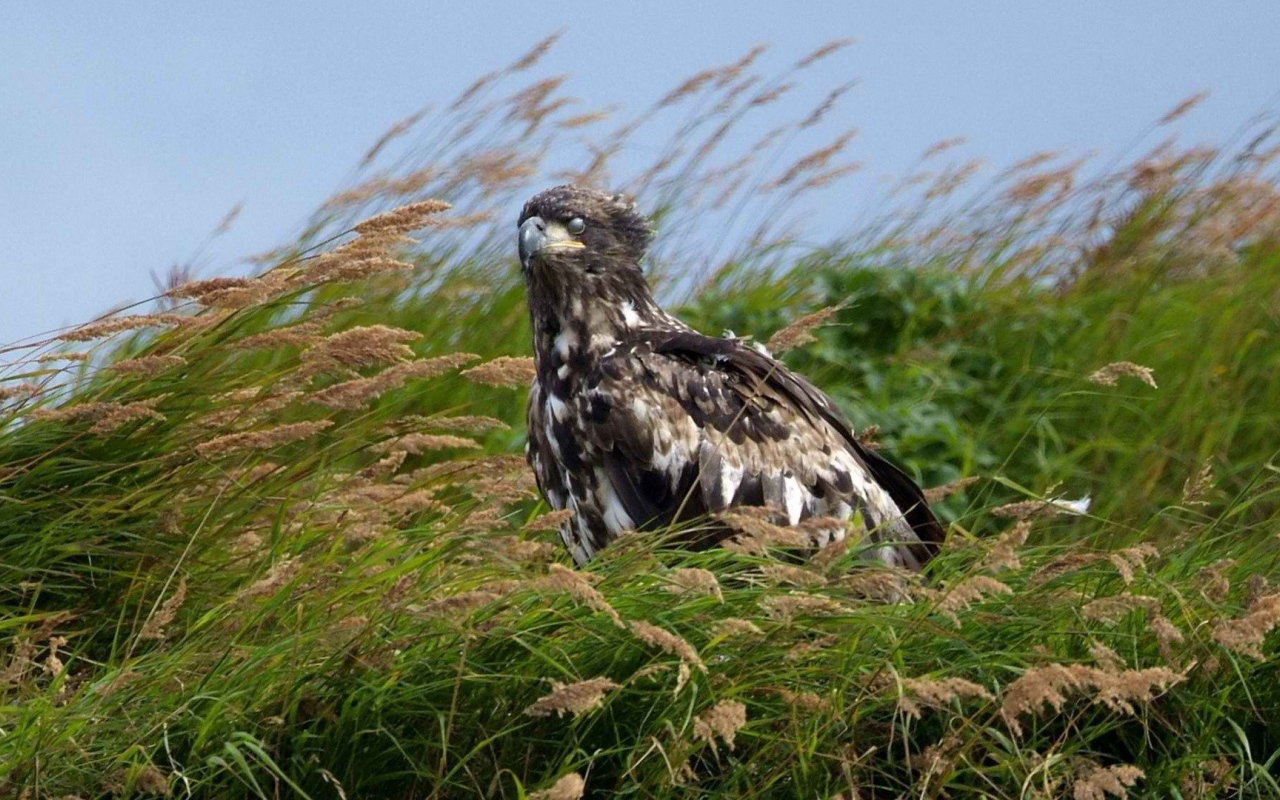 Аляска орел сидит в траве