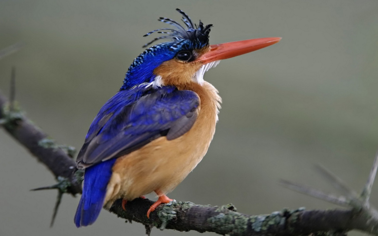 Птица из Национального парка Кении