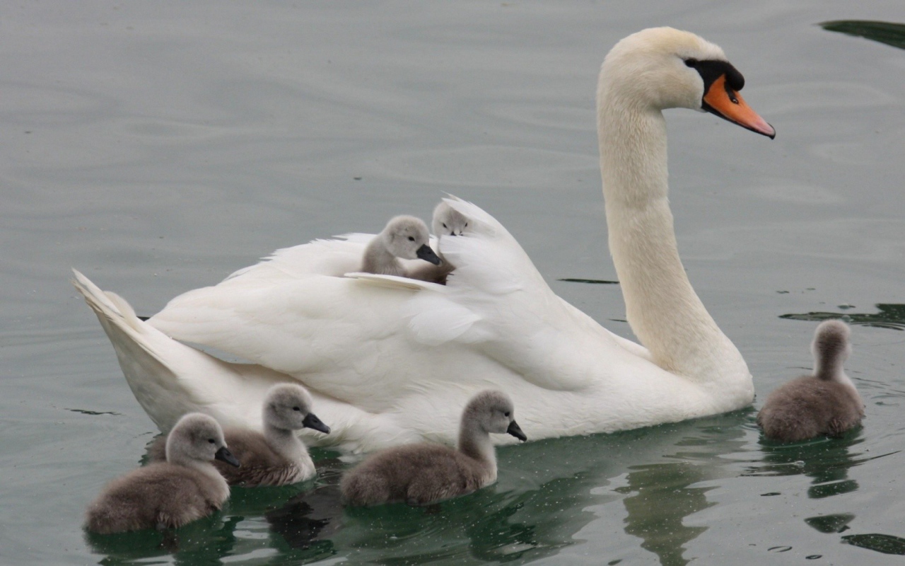 	 Swan with their children