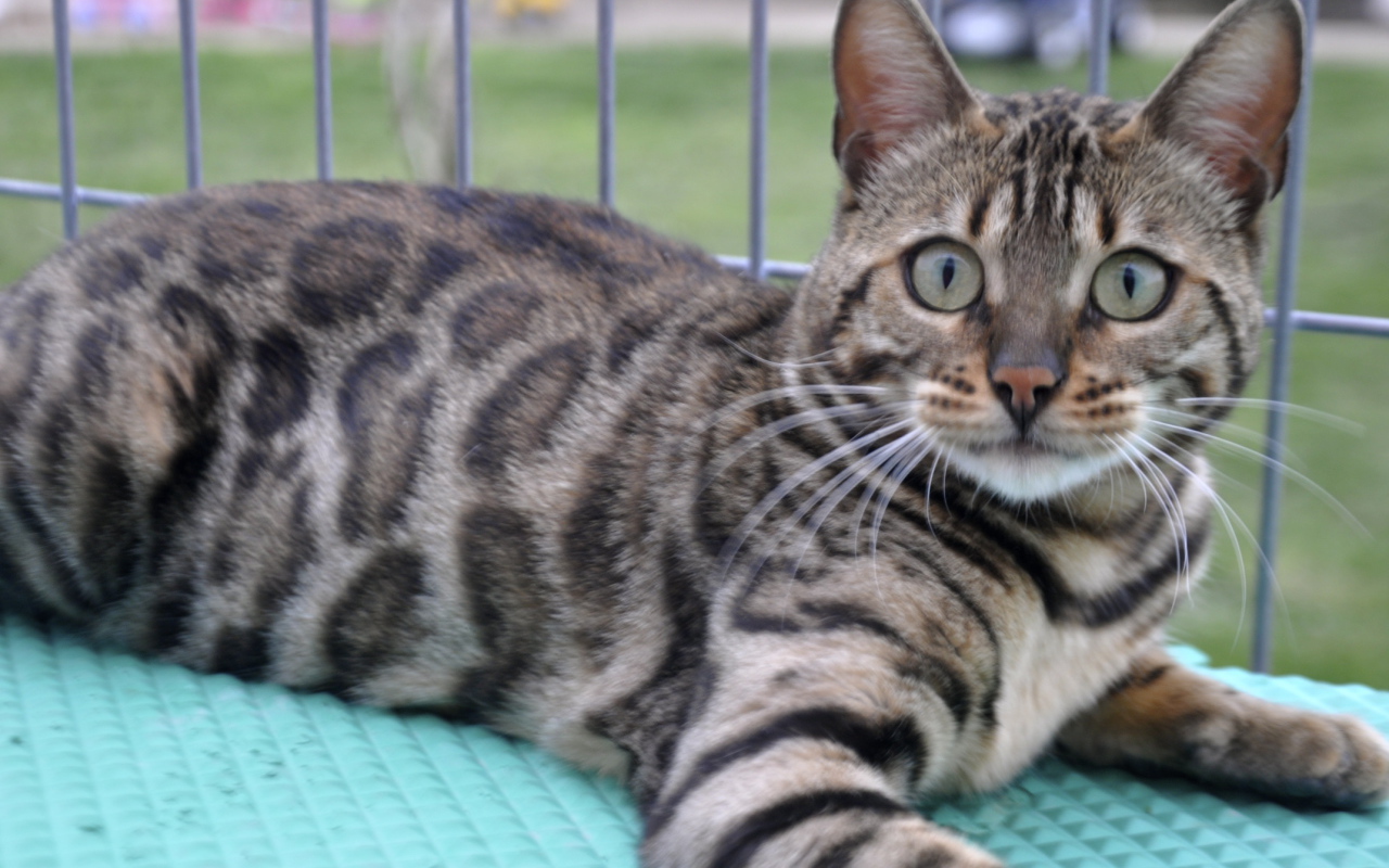 Красивый серебристый бенгальский кот