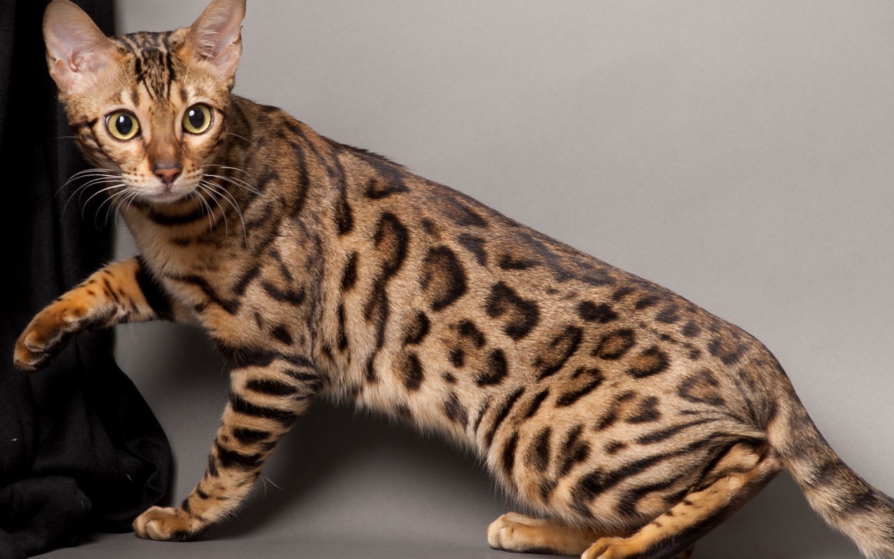 Красивый молодой бенгальский кот позирует