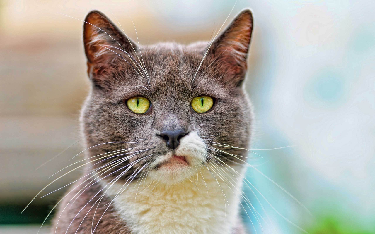 Кот с ухмылкой