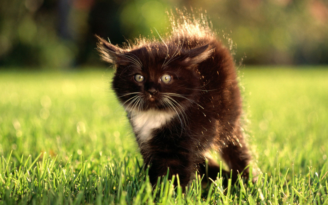 Маленький чёрный кот с белым пятнышком испугался