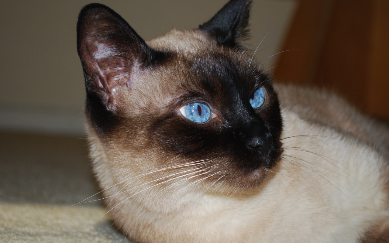 Красивый сиамский кот отдыхает