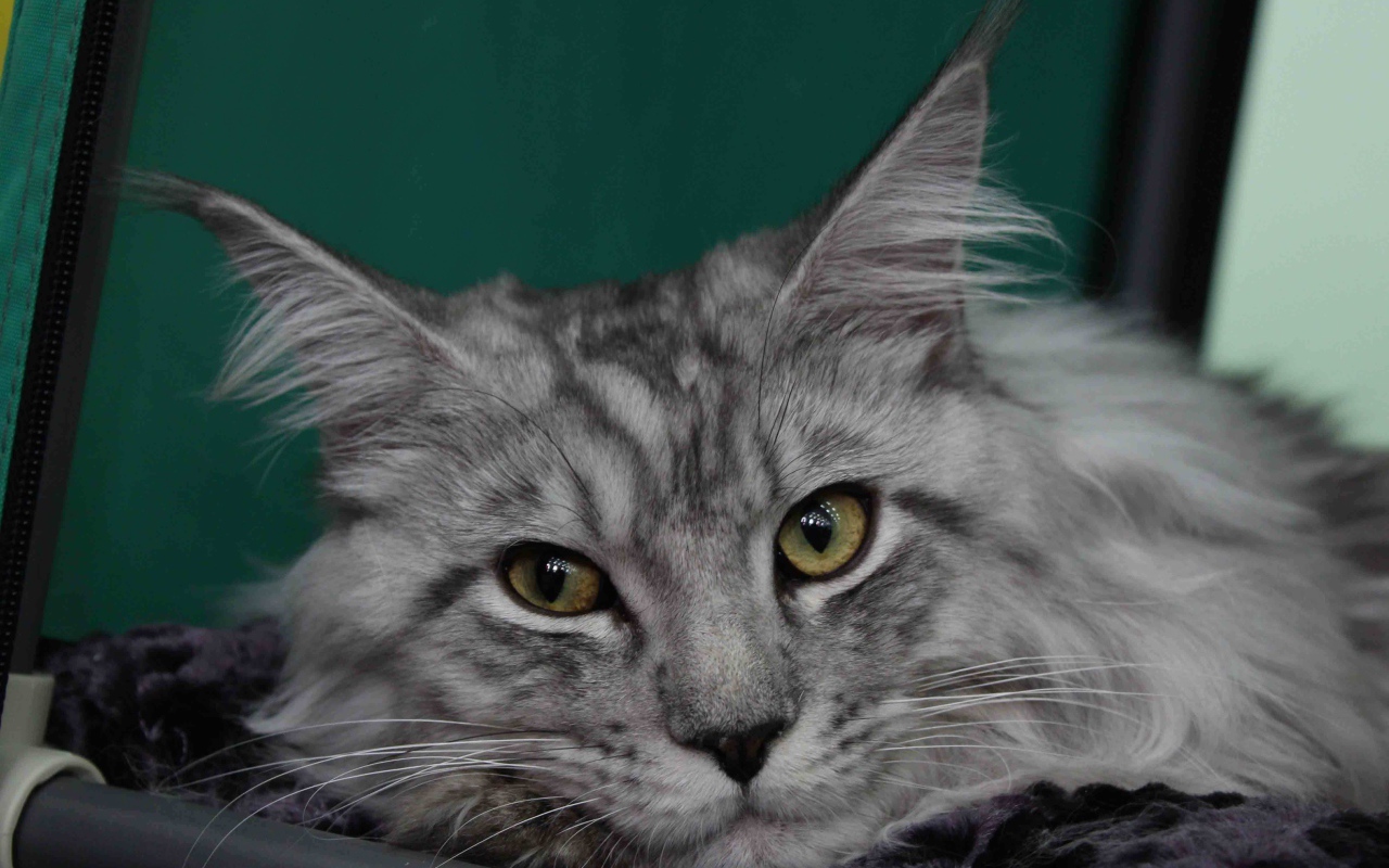 Серебристый красивый кот мейн-кун