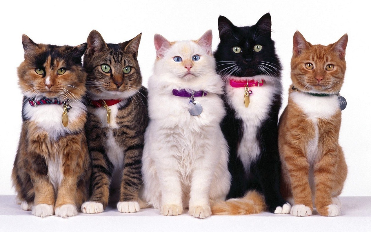 Конкурс красоты кошек