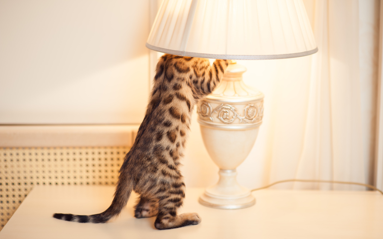 Бенгальский кот и лампа
