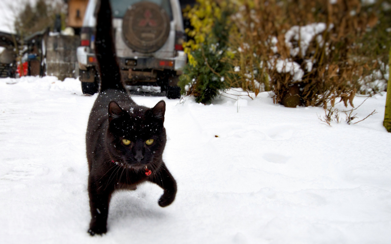 Чёрный кот шагает по снегу