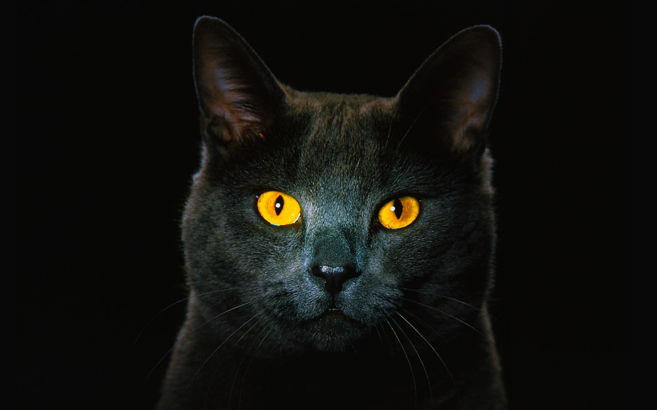 Чёрный кот с рыжими глазами