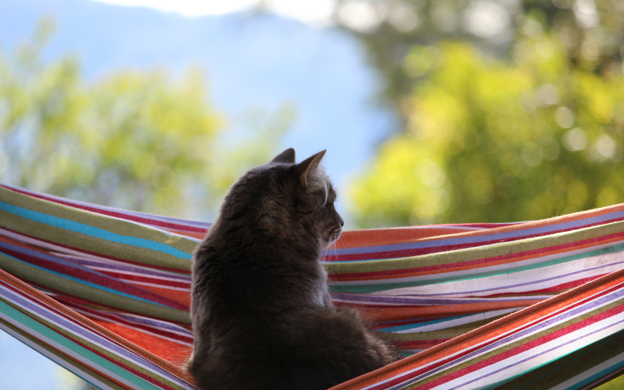Кот мечтает в гамаке