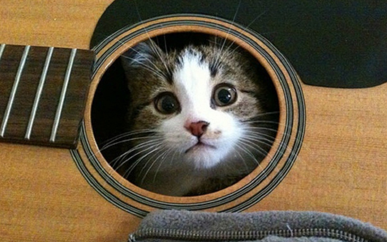Кошка в гитаре