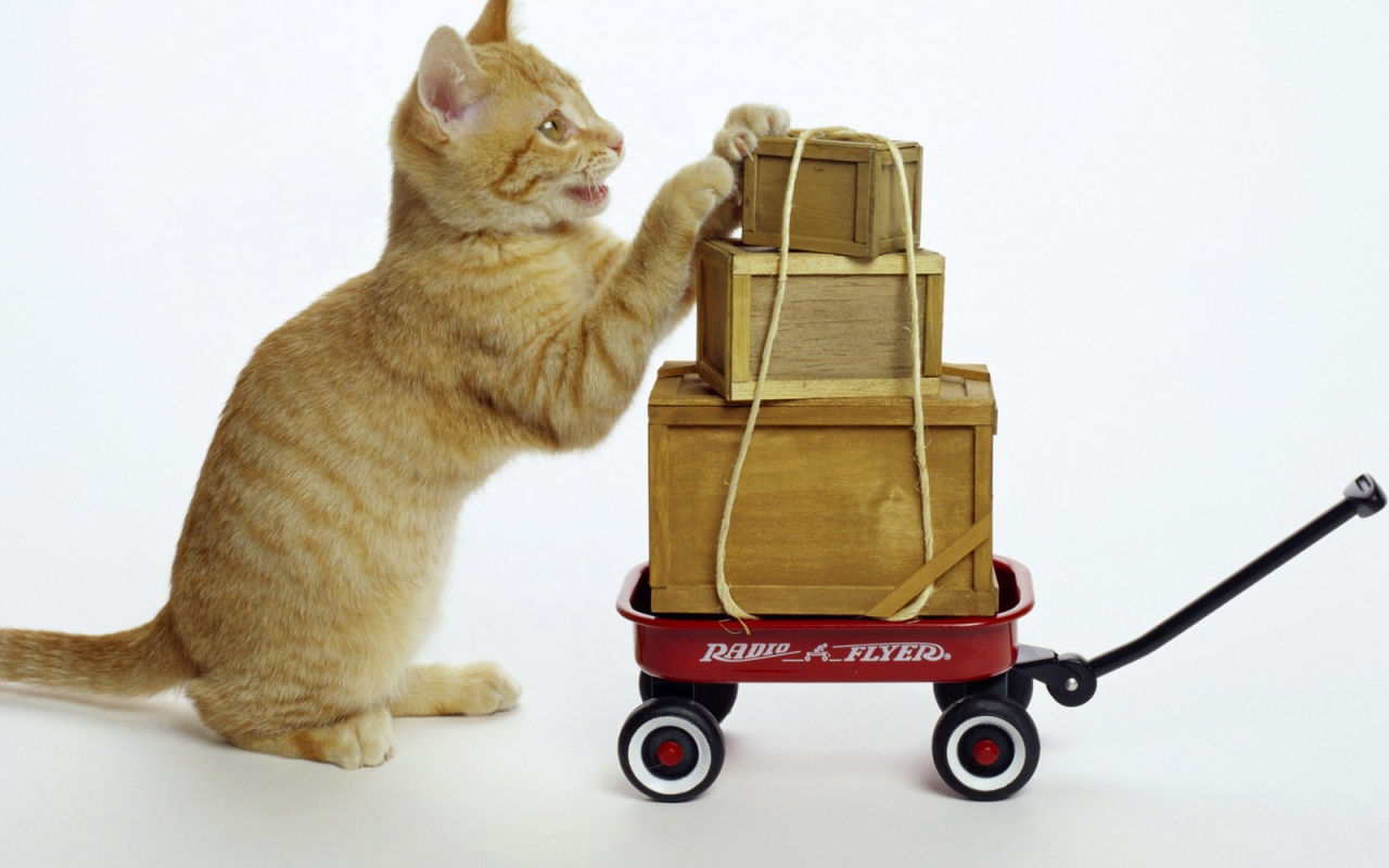 Кот везет посылки