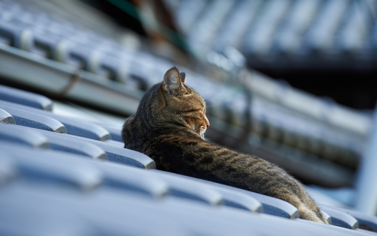 Кот спит на крыше