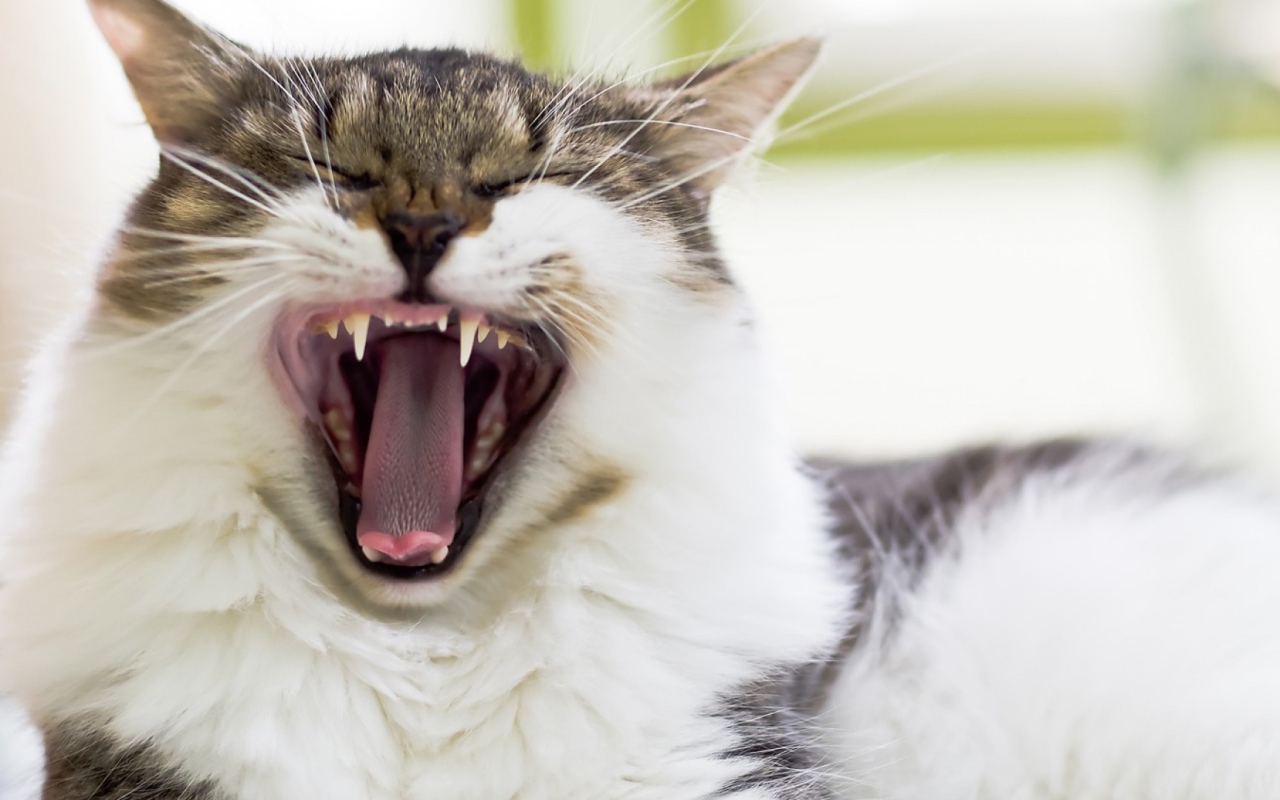 Кот берет на испуг