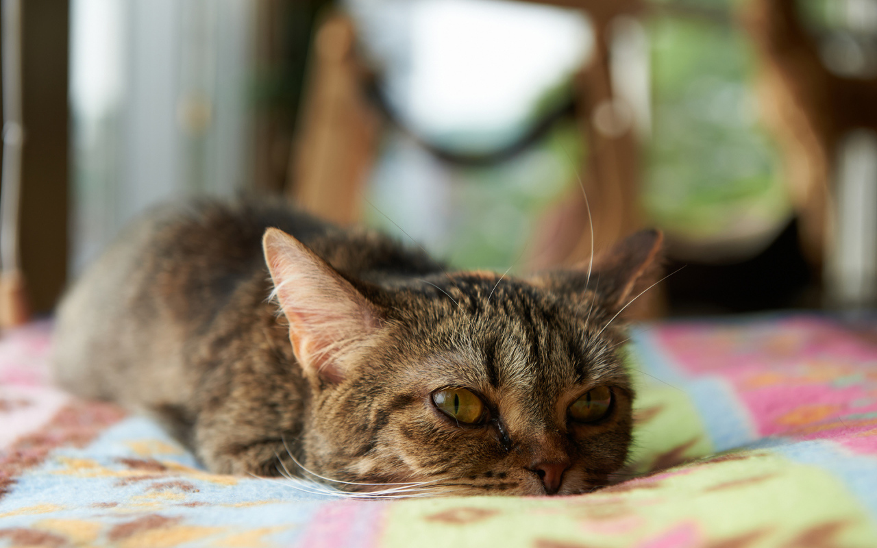 Кот с безнадёжным взглядом