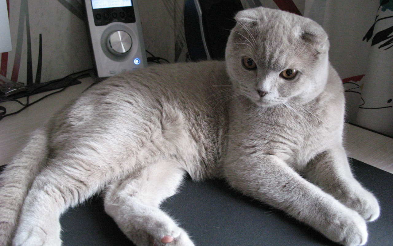 Милый серый шотландский вислоухий кот