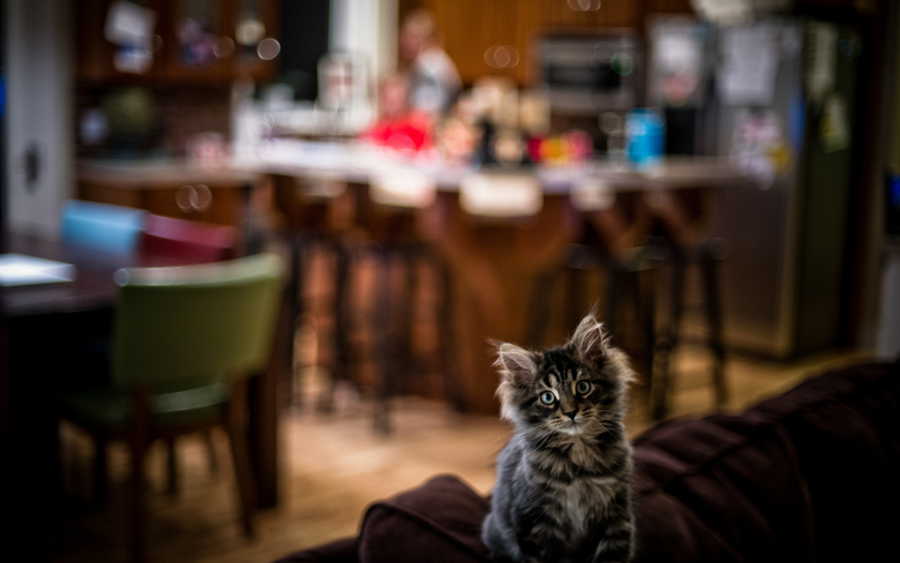 Симпатичный малыш мейн-кун