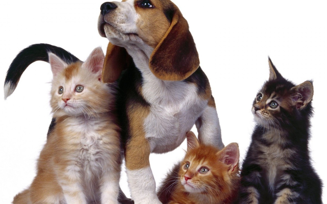 Собака и три котенка