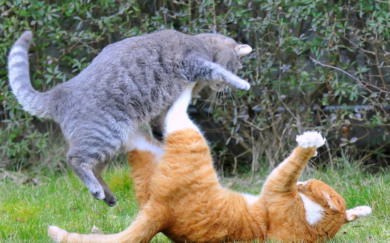 Fight cats