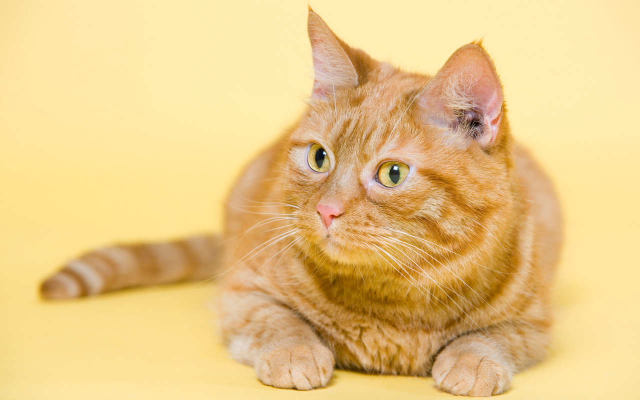 Смешной толстый рыжий кот