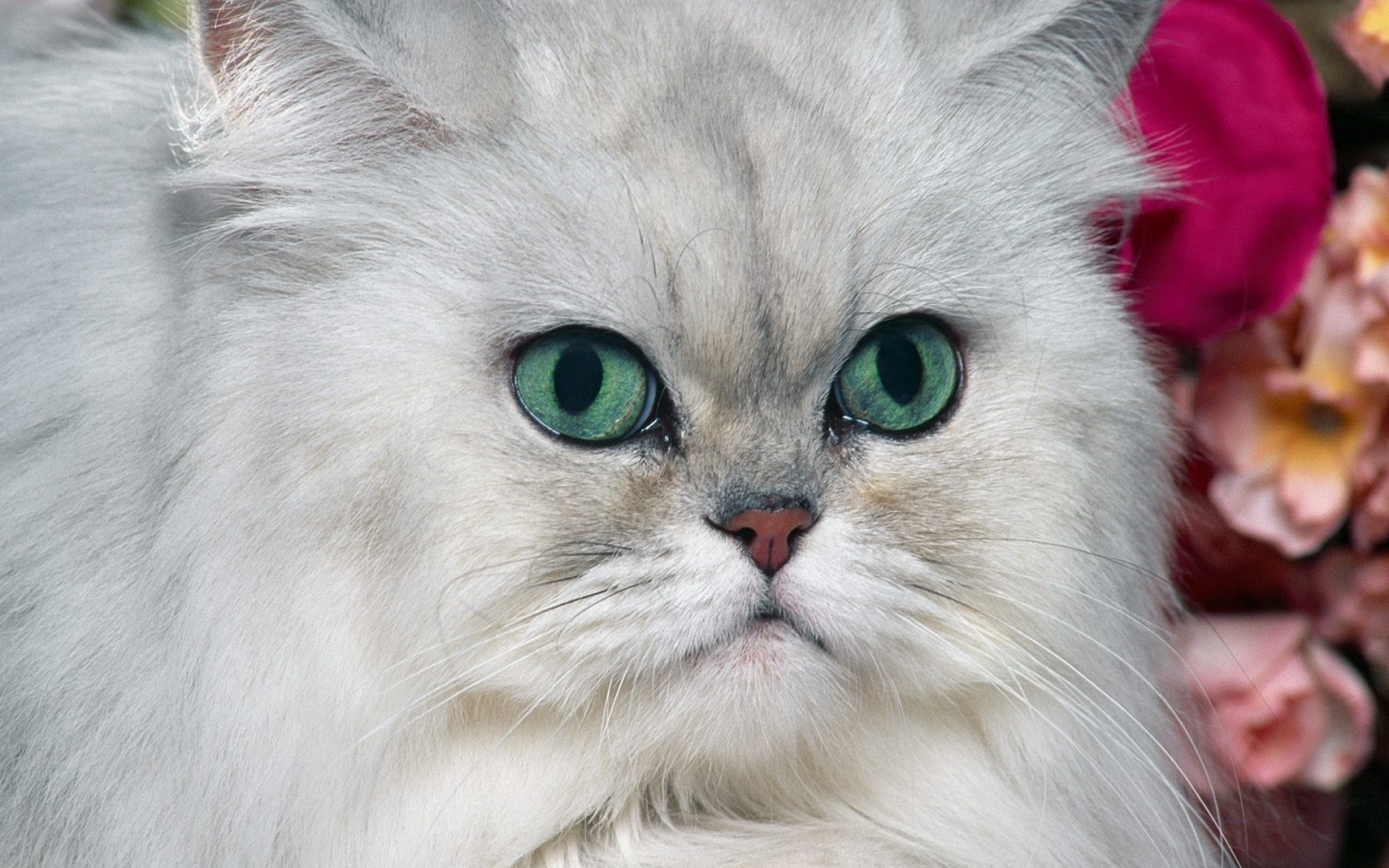 Серый персидский кот