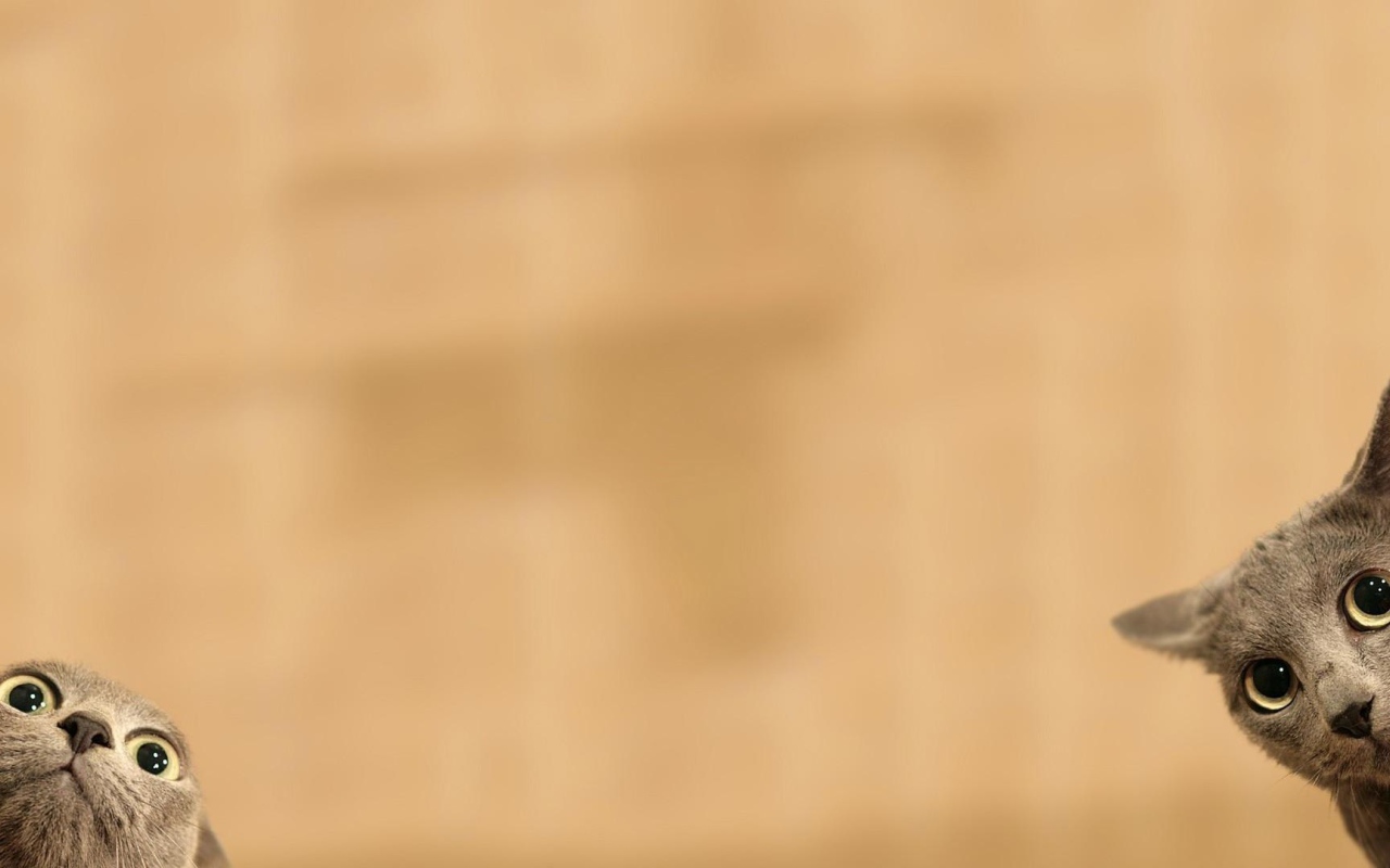 Серые коты подглядывают