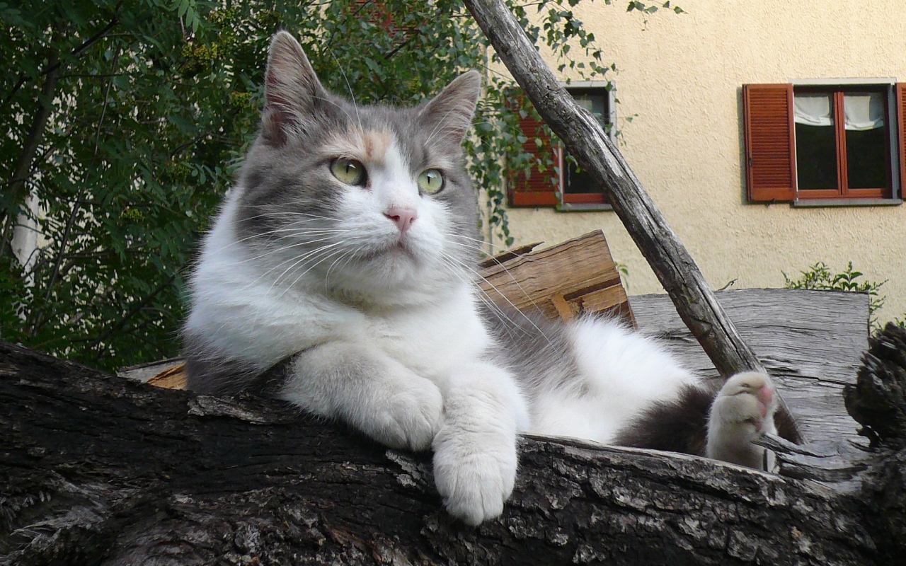 Серый кот лежит на бревне